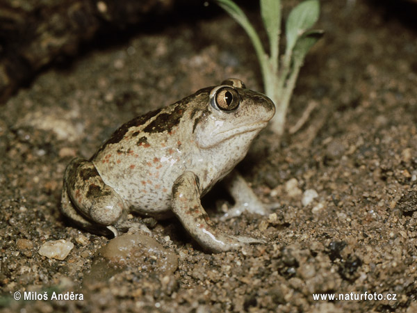 Hrabavka škvrnitá (Pelobates fuscus)